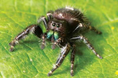 15 43 outdoors bold jumper spider