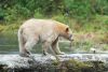 The Kermode bear, or spirit bear, owes its white coat to a genetic oddity, not to albinism. Photo/Gray Merriam