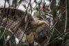 Great Horned Owls Release