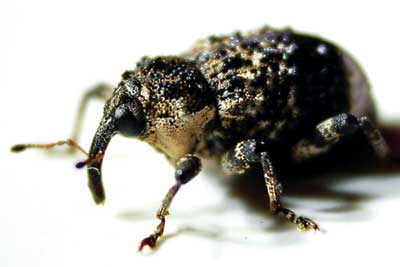 15 43 outdoors bird poop weevil