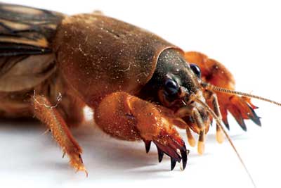 15 43 outdoors mole cricket