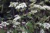 Spotted Water Hemlock (Cicuta Maculata)