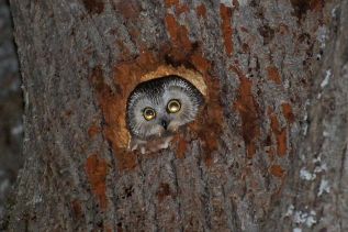 The Northern Saw-whet Owl