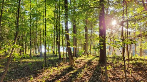 Sunset Forest in Blue Lake, ON - photo by Rob McRae