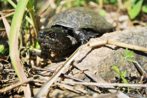Eastern musk turtle. Photo: Ontario Turtle Conservation Centre.