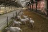 Feihe goat farm, set to expand from 2,500 to 70,000 goats in one year.