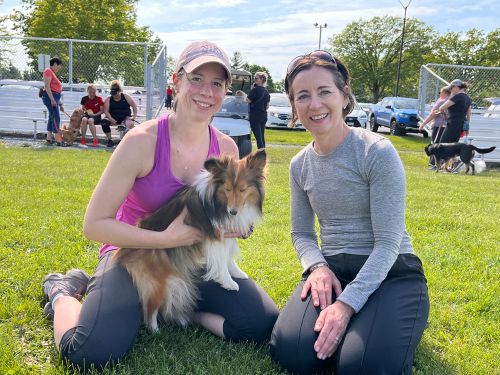 K9 physio being performed by Carolyn McIntyre from McIntyre Canine Rehabilitation on Rush, a 4 yr old Sheltie owned by Lisa Thompson at the AAC regionals…a pre qualifier for nationals in Alberta….