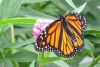 Monarch Butterfly