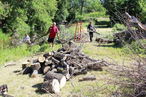 The cleanup crew was hard at work in Arden Friday morning cutting up the big tree that fell into the mill creek. Photo/Craig Bakay