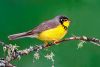 Canada Warbler