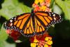 Plight of the monarch butterflies