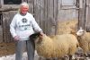 What does retirement mean for a sheep farmer?