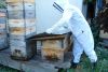 Kevin Wenkoff removing the cover of a top-bar hive