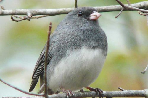 Dark Eyed Junco