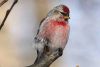 The Redpoll