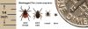 Ticked-off by Ticks!