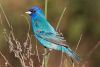 Male Indigo Bunting