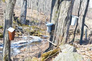 The new normal – syrup season in a fluctuating climate