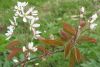 Serviceberry