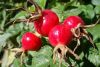 Rose Hips &amp; Acorns