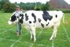 $3200 Cow Flop at the Frontenac Frolic