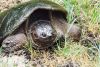 Snapping Turtles in Peril