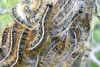 Caterpillarmageddon!! The Tent Caterpillars of the Land O’Lakes