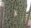 Gypsy moth egg mass on tree bark