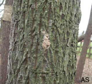 Gypsy moth egg mass on tree bark