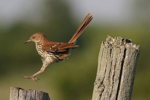 Brown Thrasher