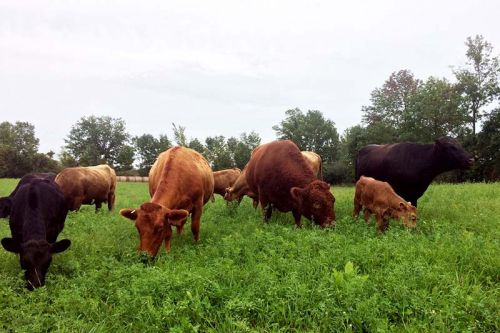 Dexter Cattle at Mapleridge