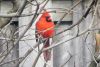 Winter Bird Feeding