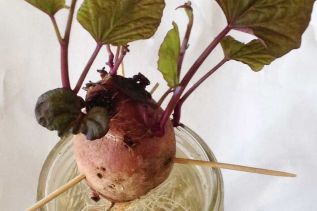 How to grow sweet potatoes locally