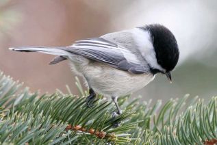 The Black Capped Chickadee