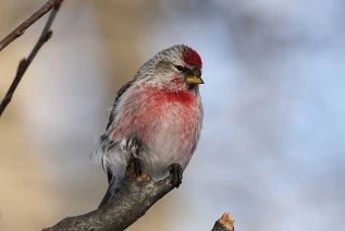 Redpoll