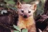 Mink, Weasel or Marten?