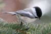 Black Capped Chickadee