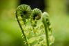 Hello Fiddleheads!