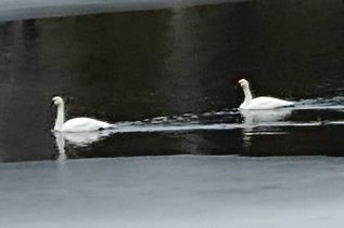 Swans form welcome party in Cloyne