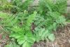 Wild Pdarsnip growing on the steps of Sydenham High School