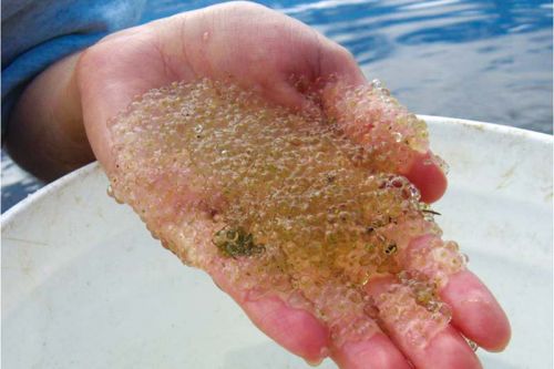 A handful of Holopedium. Less desirable than Daphnia as food, as a control for algae, and they clog intake pipes, but they thrive in low calcium environments.