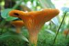 A Chanterelle