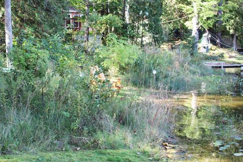 Photo of a natural shoreline through the natural edge program