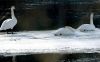 Trumpeter swans on mid-winter ice of Salmon River. Photo Gray Merriam