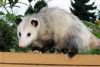 the Opposum