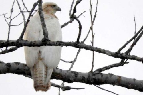 Weather this year, 53 field surveyors and 6 bird feeder