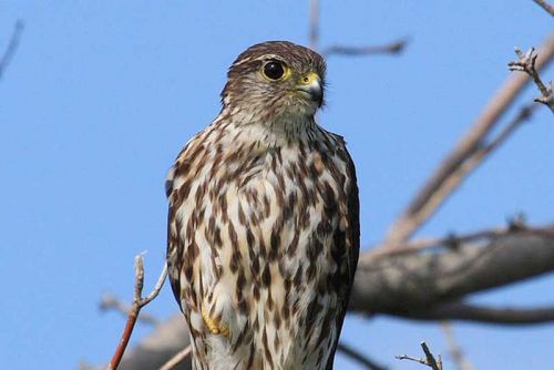 Merlin Hawk