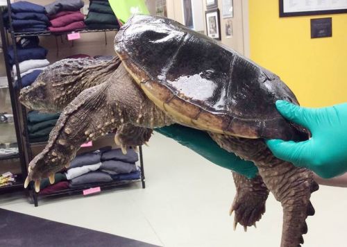 How to handle a snapping turtle: An uninjured snapper can be coaxed across the road using a shovel or a board. If you must pick up a snapping turtle by hand, do so by coming behind him, and sliding your dominant hand underneath him, from under the tail, as if you were picking up a tray of drinks, or a pizza box. Stabilize the tail with your non-dominant hand (of course you do NOT hold them by the tail). (see photo below) This should prevent any ability to bite or scratch you. Make sure to hold them well away from your body! A Snapper can reach it’s midpoint so do not pick it up near its middle. ever pick up a turtle by the tail; you may damage its spine.