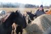 Debbie Givens of Harrowsmith and her Frontenac Friesians