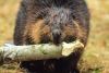 The Beaver: Pest or Eco-Hero?